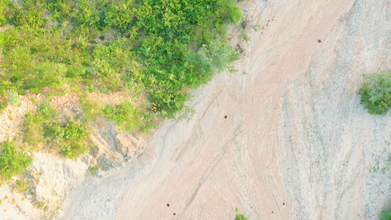 Top-down Cabo Pulmo frame showing thick green brush across the upper portion and a pale gravel path area with small dark ground marks, with no visible people.