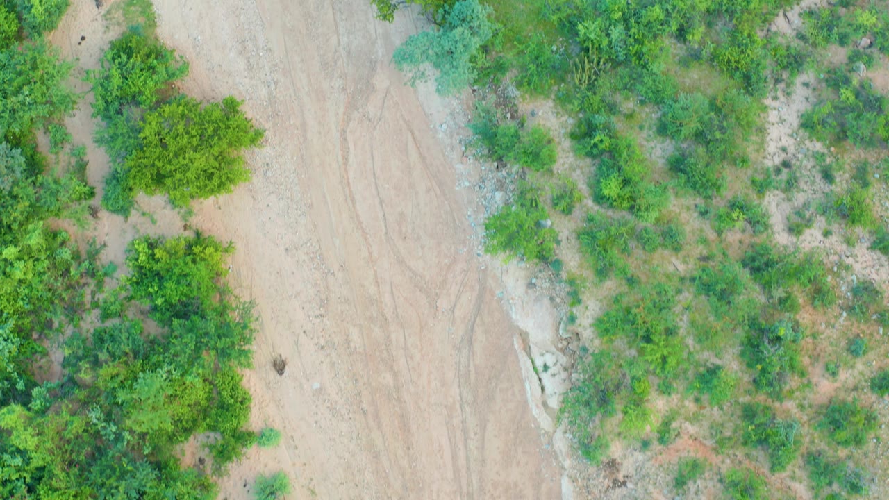 Aerial frame in Cabo Pulmo with the dirt track still along the left side, brighter green foliage across the center and right, faint tire lines, and no visible people.