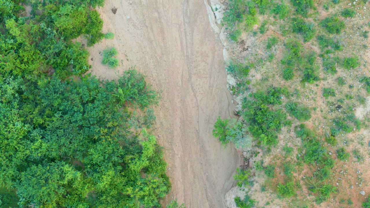 A straight-down aerial frame in Cabo Pulmo shows the dirt road shifting alongside a patchwork of green trees, bushes, and exposed pale soil, no visible people.