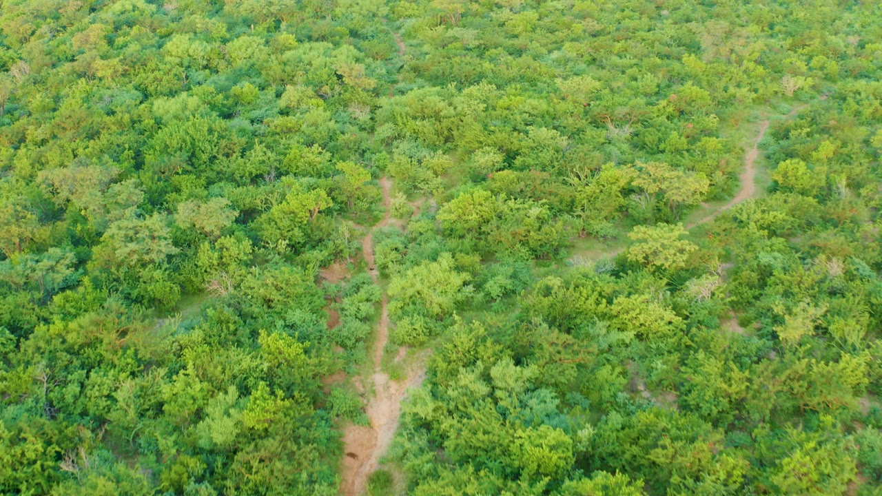 Aerial frame over Cabo Pulmo vegetation where a winding tan path cuts through layered green tree cover, no visible people.