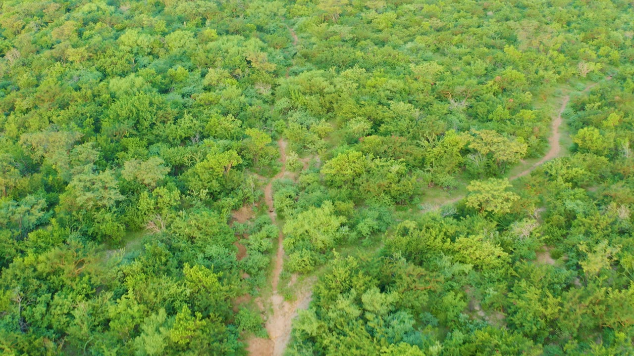 High overhead view in Cabo Pulmo with dense shrubs and tree crowns surrounding a faint branching dirt track, no visible people.