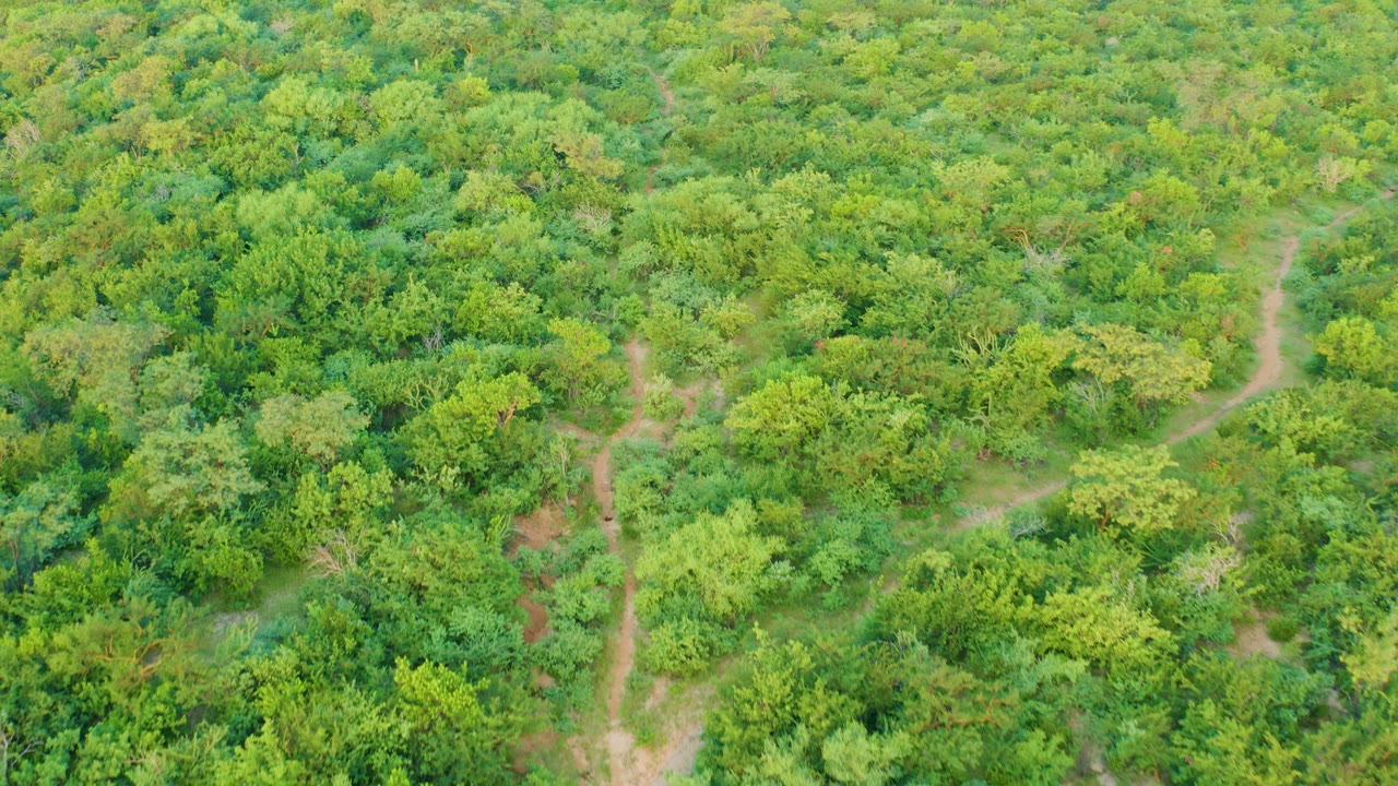 Aerial view of Cabo Pulmo greenery with a pale dirt path curving through the middle of the frame, no visible people.