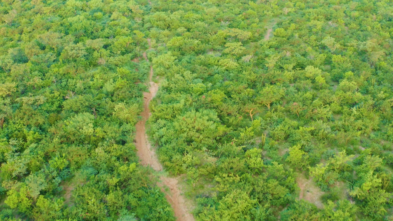 Overhead view of dense green canopy in Cabo Pulmo, Baja California Sur, with a pale dirt path bending through the trees and no visible people.
