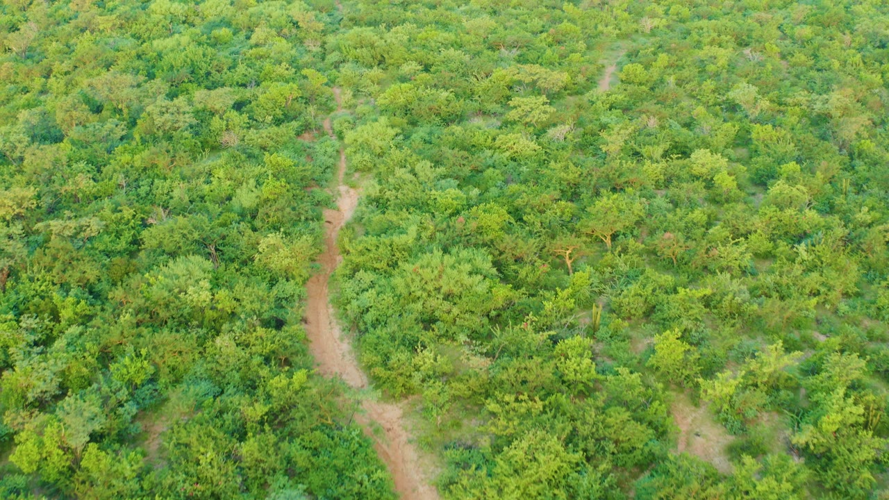 Aerial view over Cabo Pulmo forest canopy with the dirt path now slightly more centered among varied green treetops and no visible people.