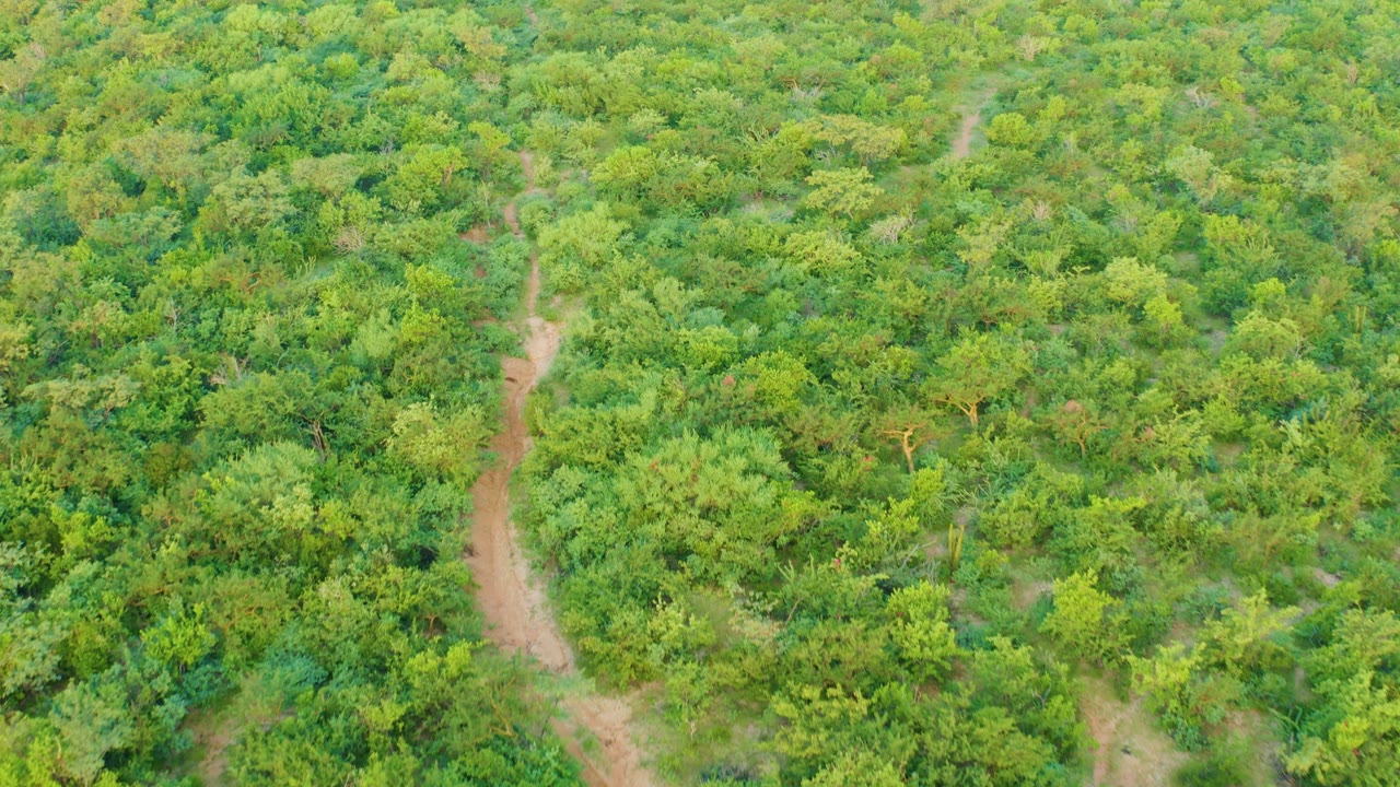 High overhead frame in Cabo Pulmo showing dense green vegetation and a narrow tan dirt track running upward through the trees, with no visible people.