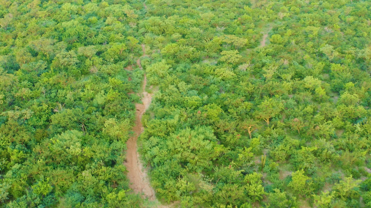Overhead Cabo Pulmo canopy view with the dirt path shifting toward the left side of frame and dense green vegetation filling the rest, no visible people.