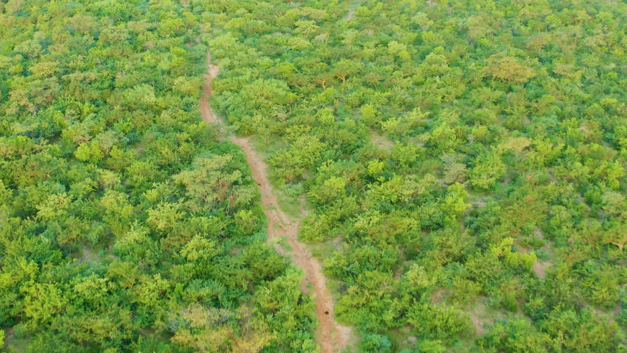 Aerial view in Cabo Pulmo, Baja California Sur with the winding dirt trail slightly more centered among layered green shrubs and trees, with no visible people.