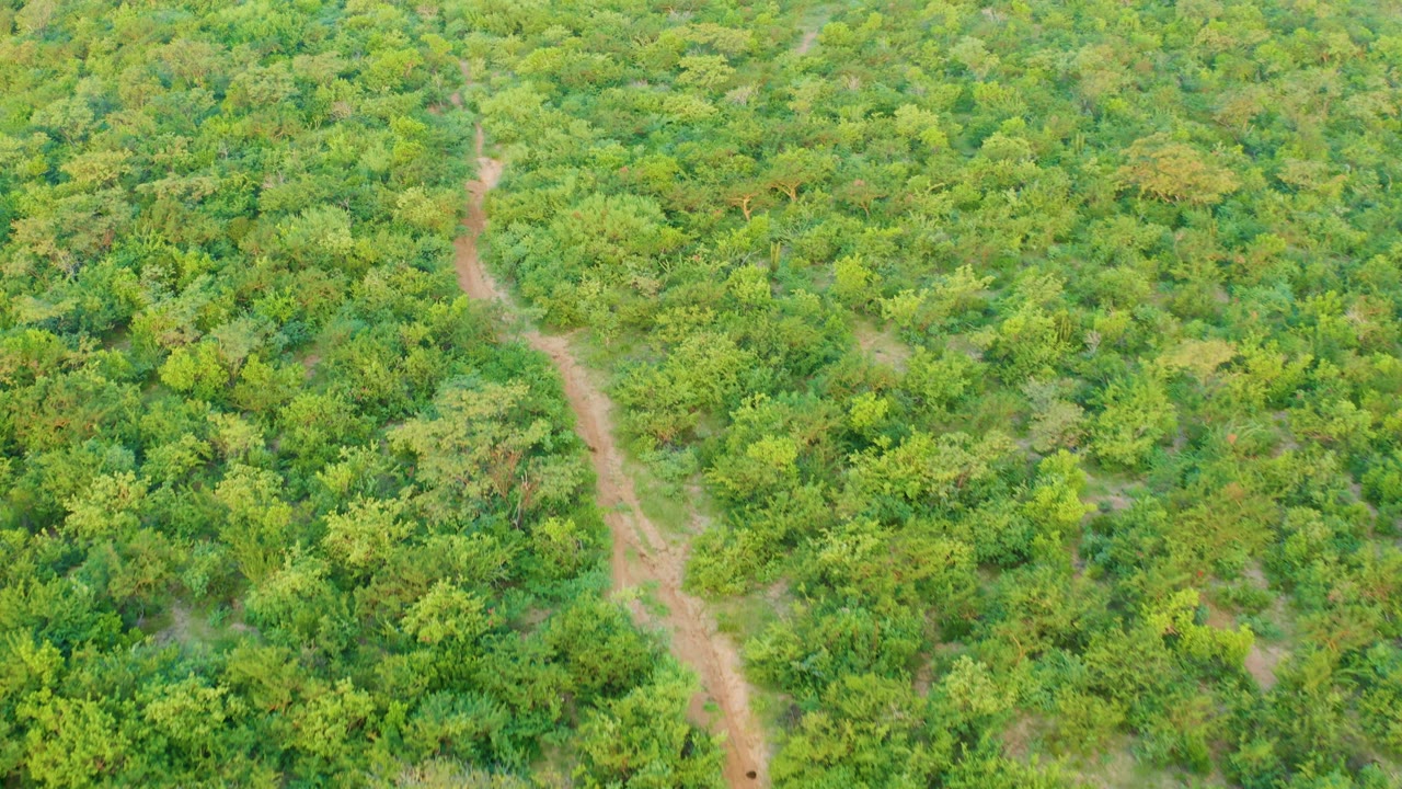 Overhead Cabo Pulmo forest frame showing the tan path bending upward through thick vegetation and lighter green patches, with no visible people.