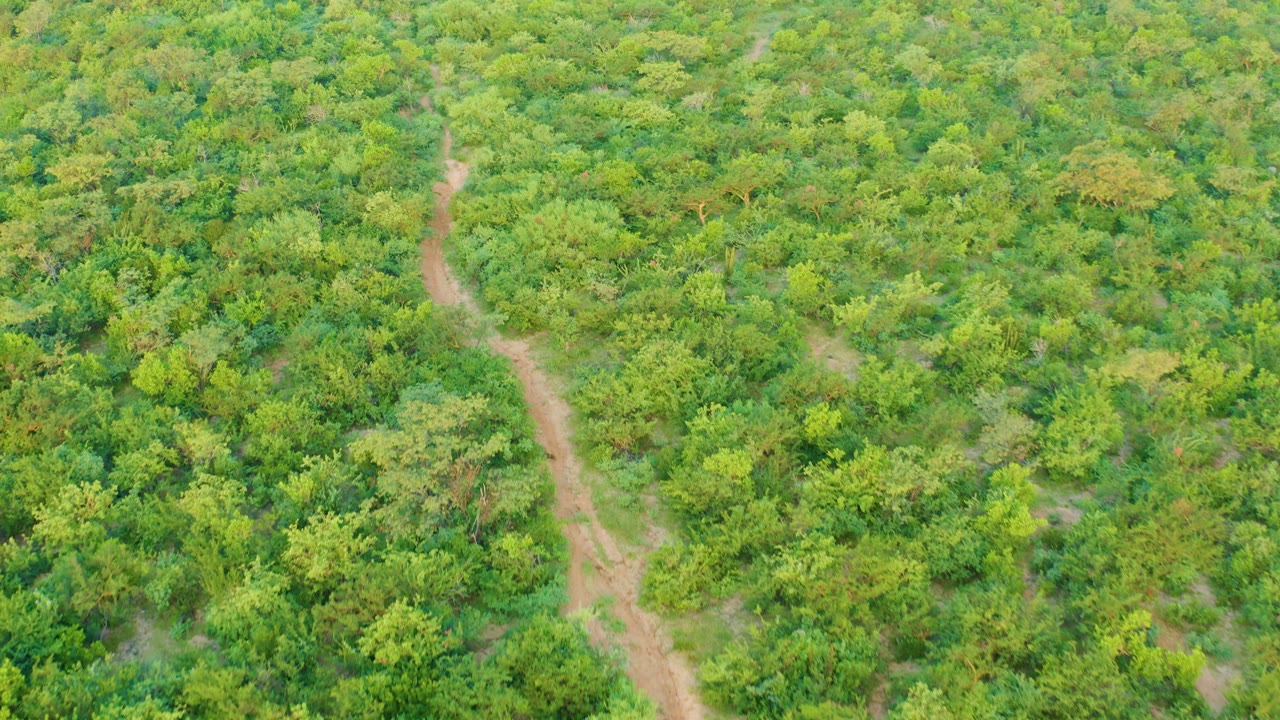 Aerial forest view with a winding dirt path cutting through the center.