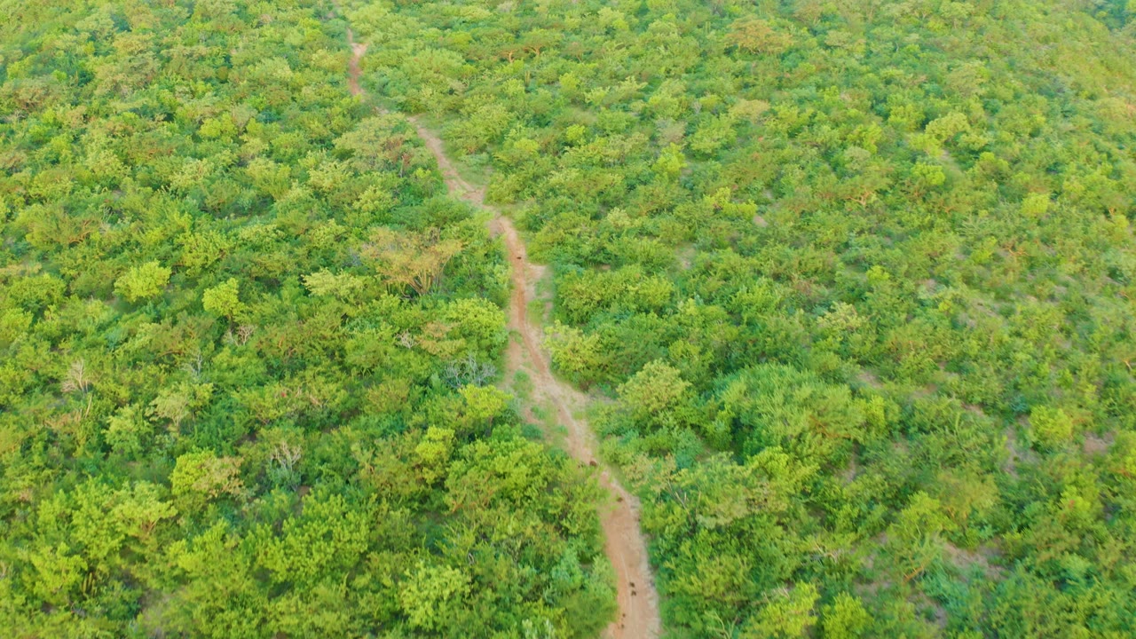 Overhead view of a dirt path through dense green forest