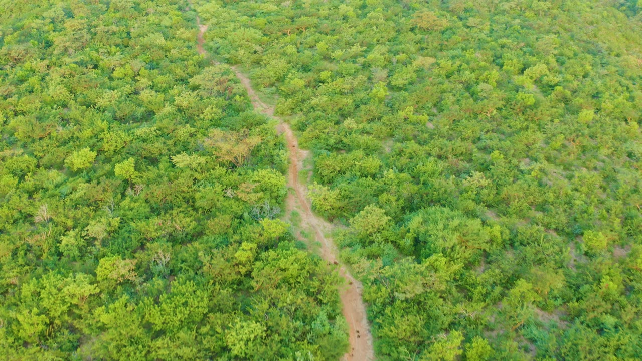 Aerial frame in Cabo Pulmo, Baja California Sur with the dirt trail curving upward through packed green shrubs and trees, with no visible people.