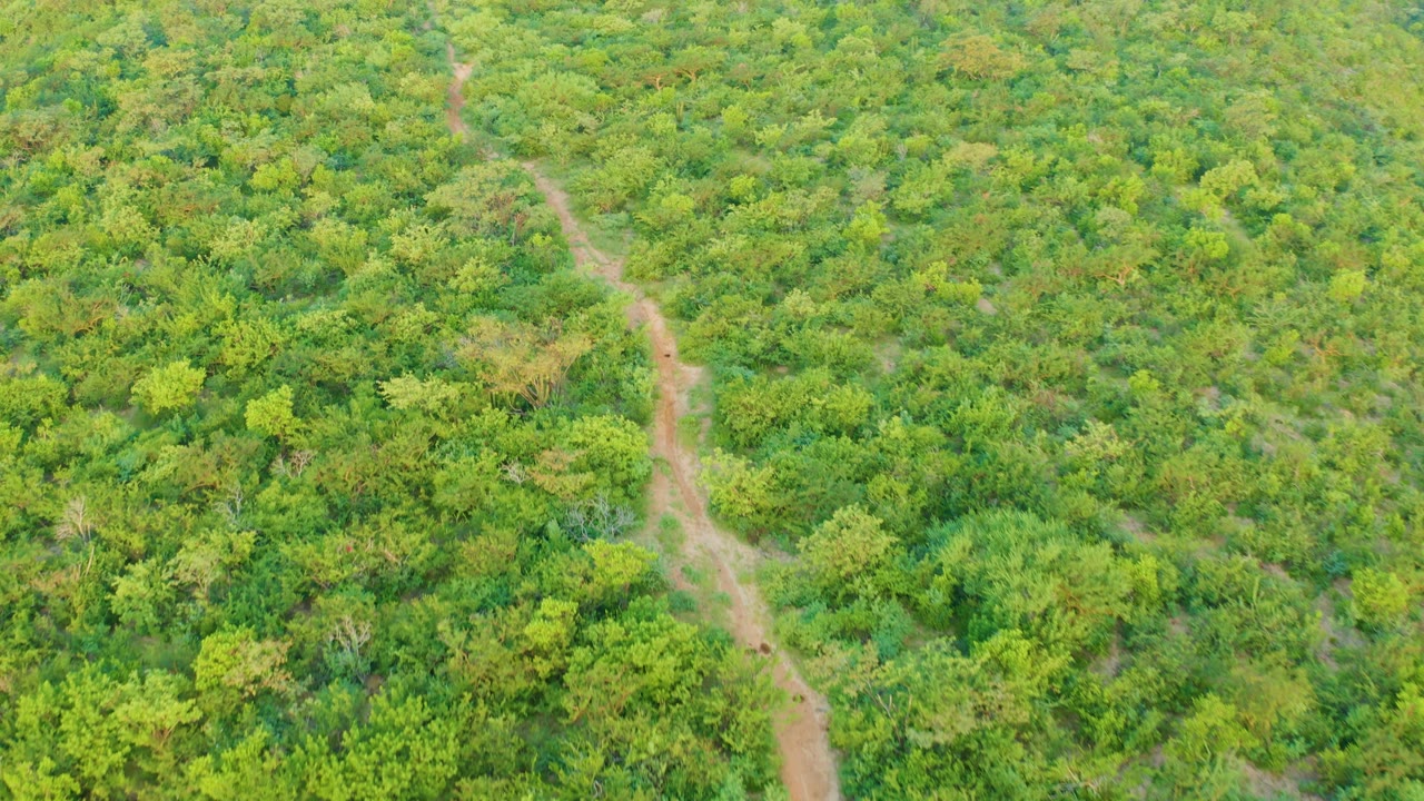 Overhead Cabo Pulmo frame showing a narrow dirt route crossing a textured field of green foliage, with no visible people.