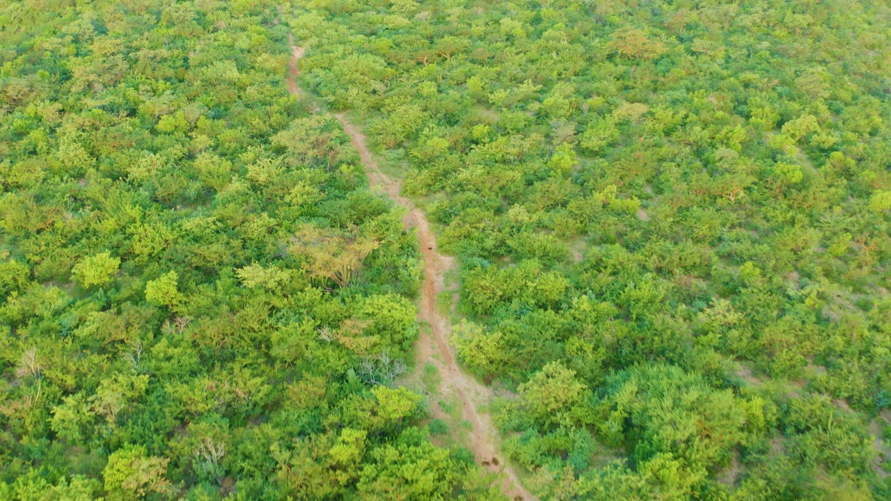 Aerial view in Cabo Pulmo, Baja California Sur with the dirt path running through a broad canopy of green trees and brush, with no visible people.