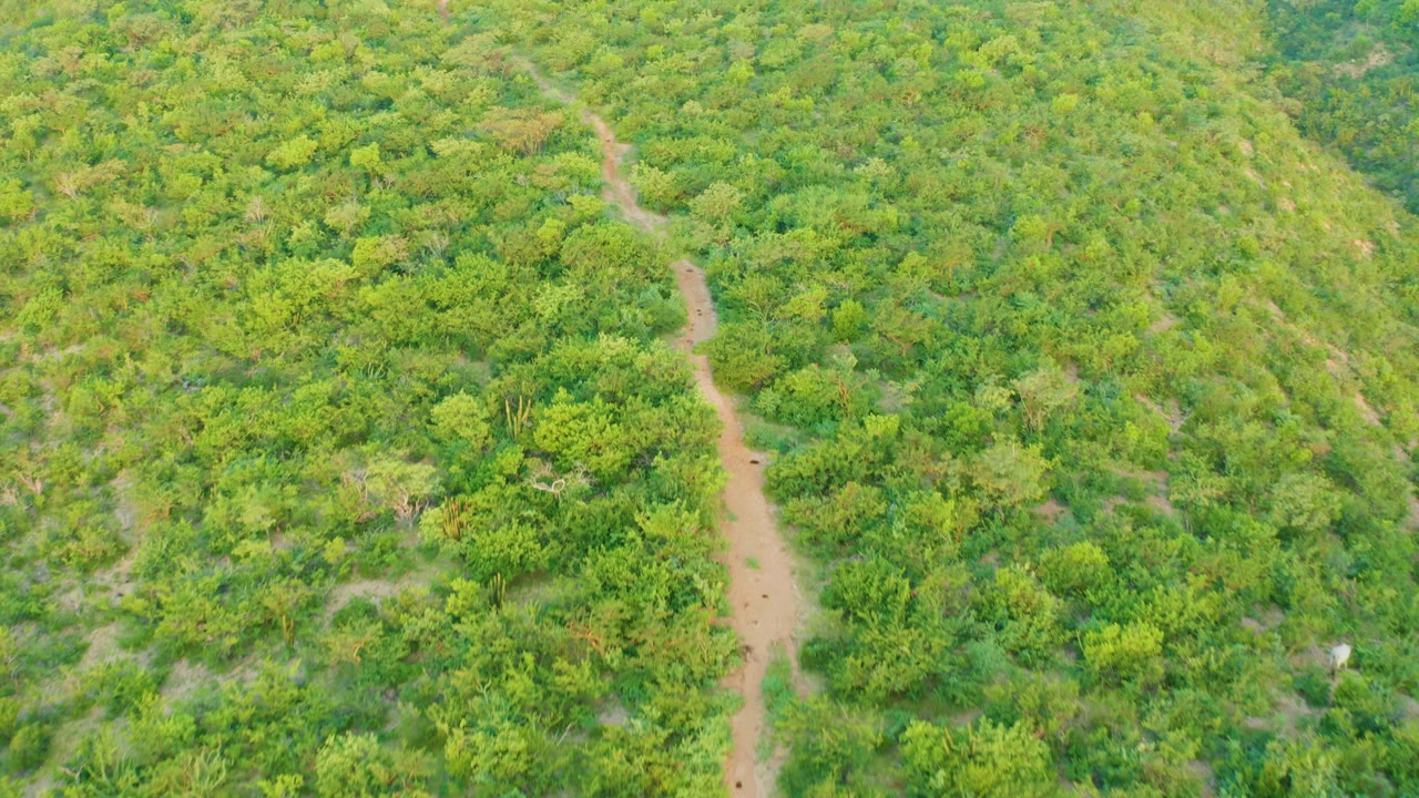 Aerial view of a dirt path cutting through dense green vegetation.