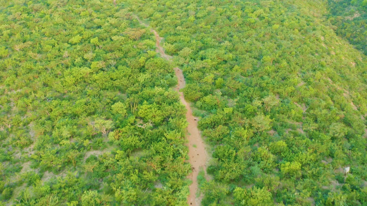 Aerial frame from Cabo Pulmo showing the dirt path slightly more centered as it bends through layered green trees and shrubs, no visible people.