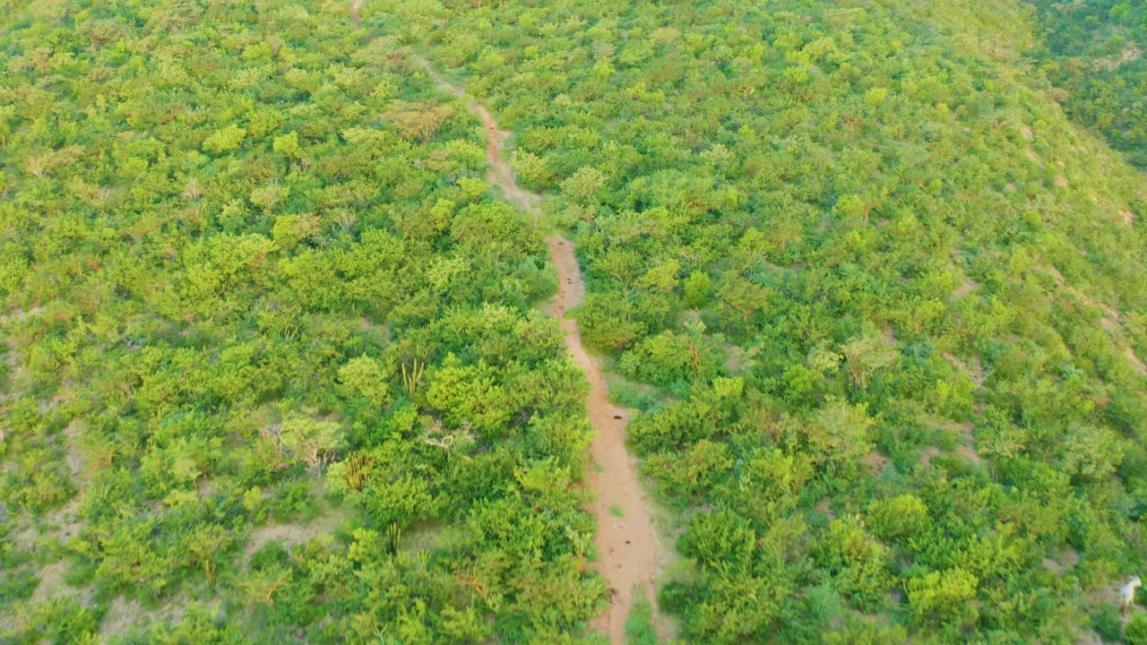 Cabo Pulmo aerial view with the trail shifting toward the right edge while dense green vegetation fills the frame, no visible people.