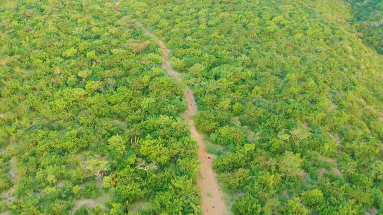 Overhead Cabo Pulmo frame with a tan dirt trail running from the lower left toward the upper center through dense shrubs and small trees, no visible people.