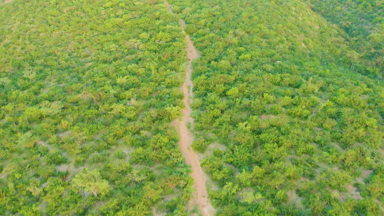 Aerial frame over Cabo Pulmo hillside vegetation, with a tan dirt path running upward near the left side and no visible people.