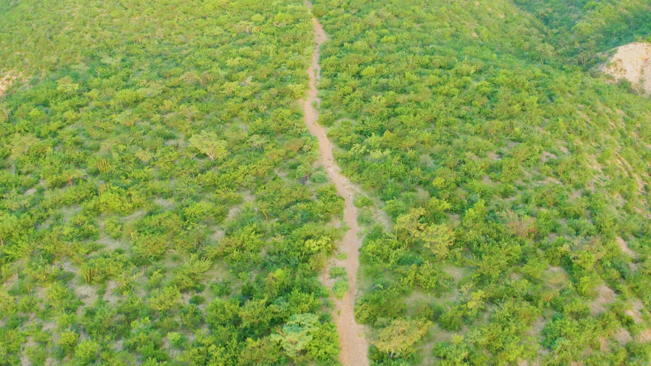 Aerial frame of the Cabo Pulmo hillside with the dirt trail nearly vertical in the composition and no visible people or structures.