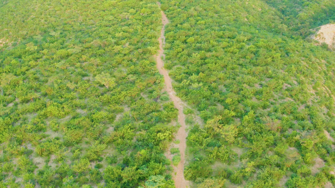 Downward aerial view in Cabo Pulmo showing the winding dirt path crossing dense green terrain with a small pale soil patch near the upper right and no visible people.