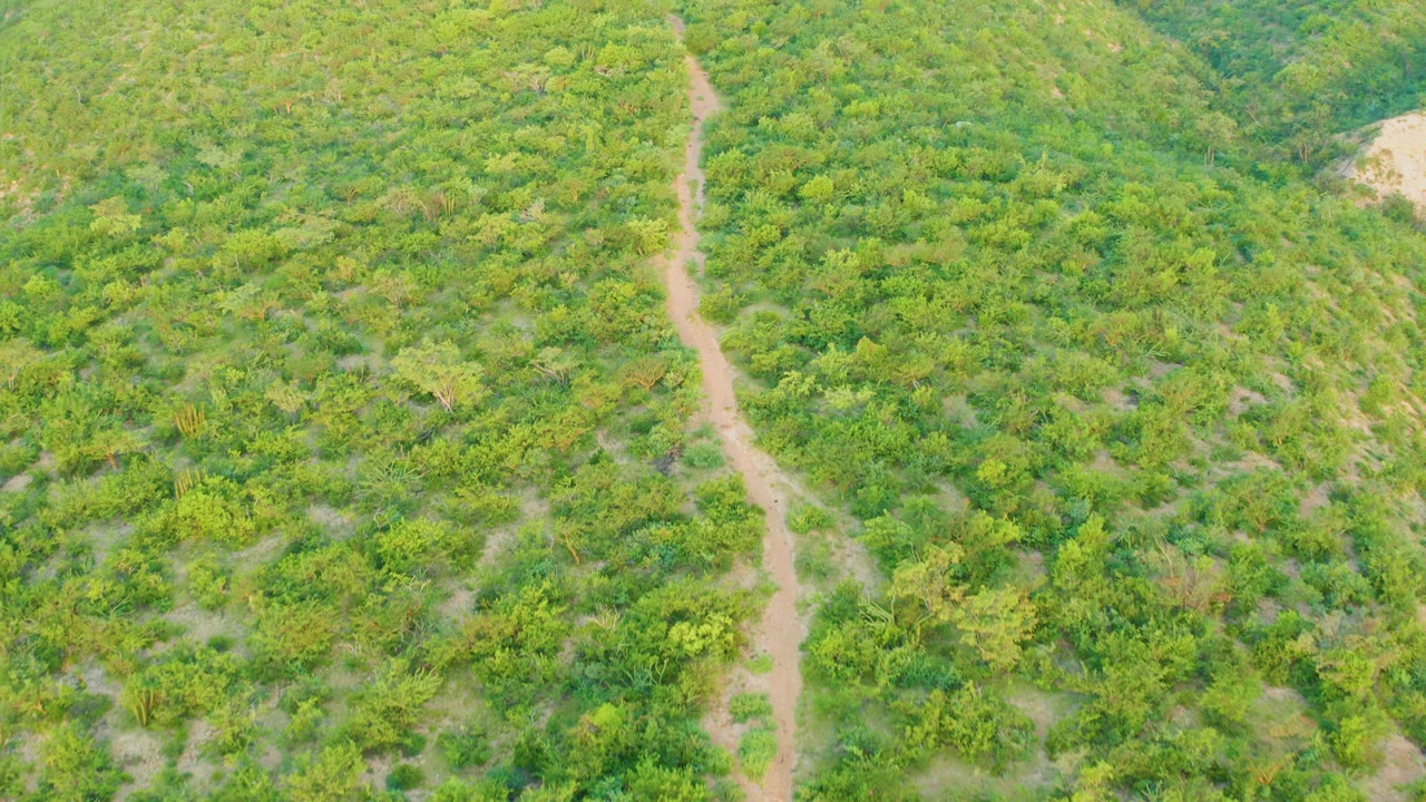 Aerial view of Cabo Pulmo hillside vegetation with the dirt path entering from the upper center and dropping through the frame, with no visible people.