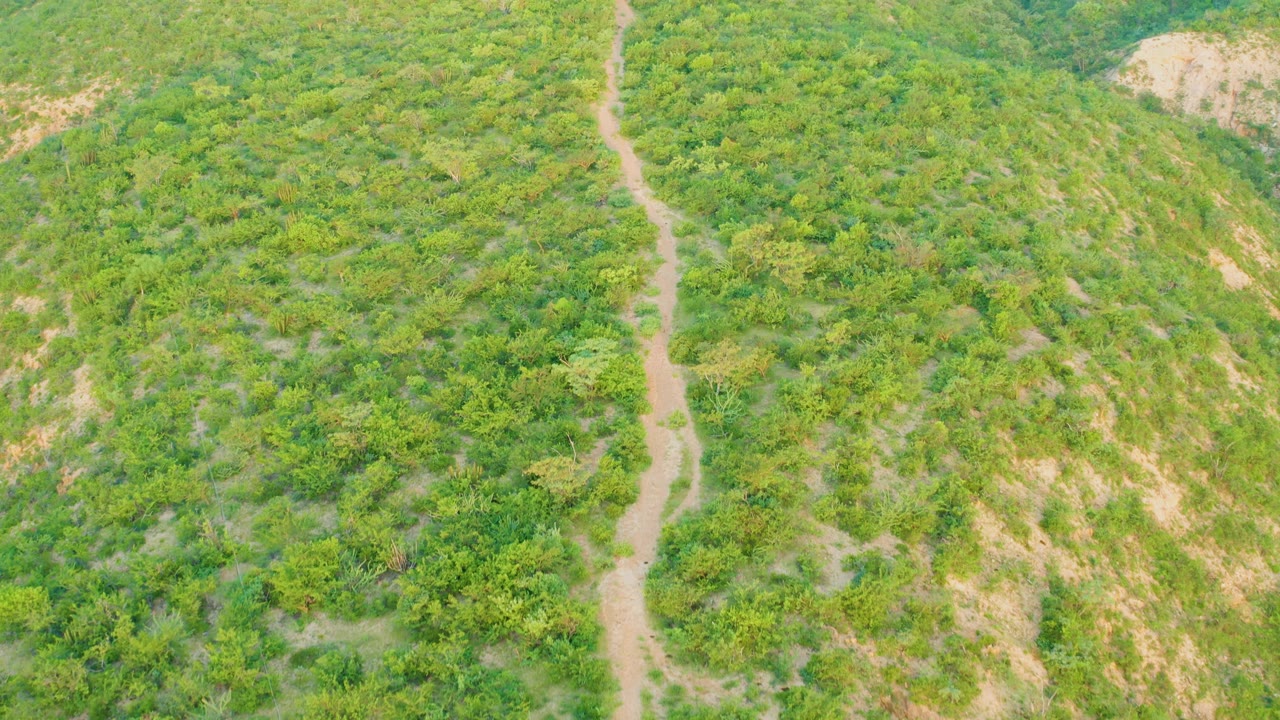 Aerial view in Cabo Pulmo with the dirt path still near the left edge, green vegetation filling the slope, a pale bare-earth patch high in frame, and no visible people.