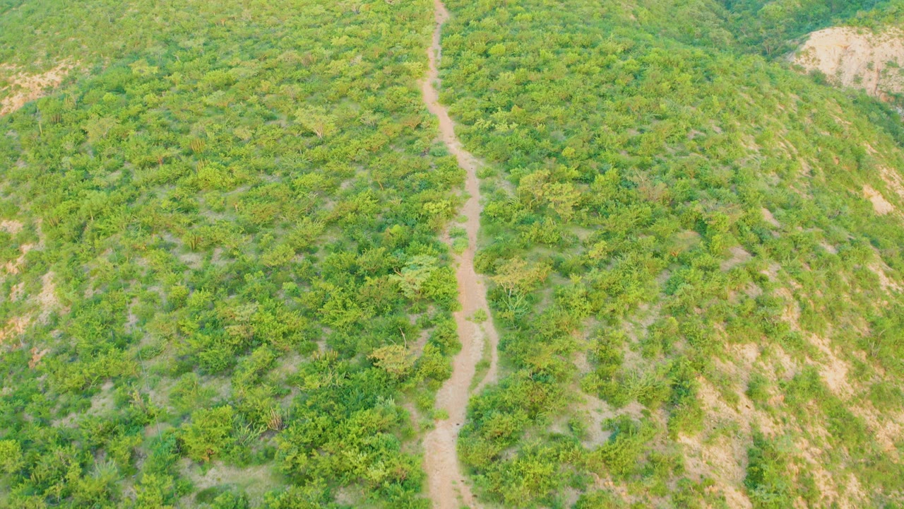 Cabo Pulmo aerial frame with the winding dirt path running down the left third, dense green shrubs across the hillside, tan erosion marks, and no visible people.
