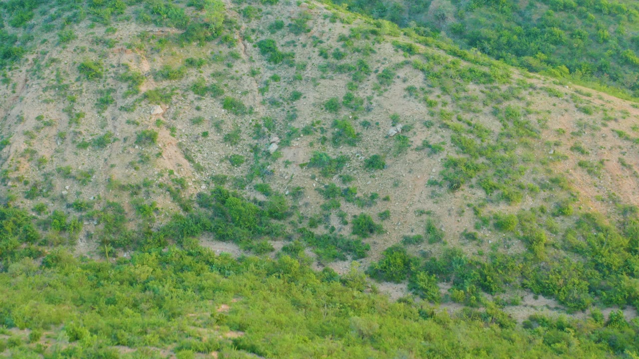 Aerial frame over Cabo Pulmo hillside terrain with sparse green shrubs across light brown soil and no visible people.