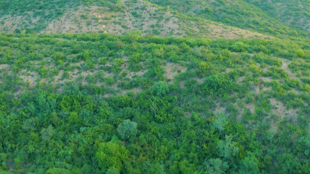 Aerial view of a Cabo Pulmo hillside with dense green brush low in frame, patchy shrubs on pale earth above, and no visible people.