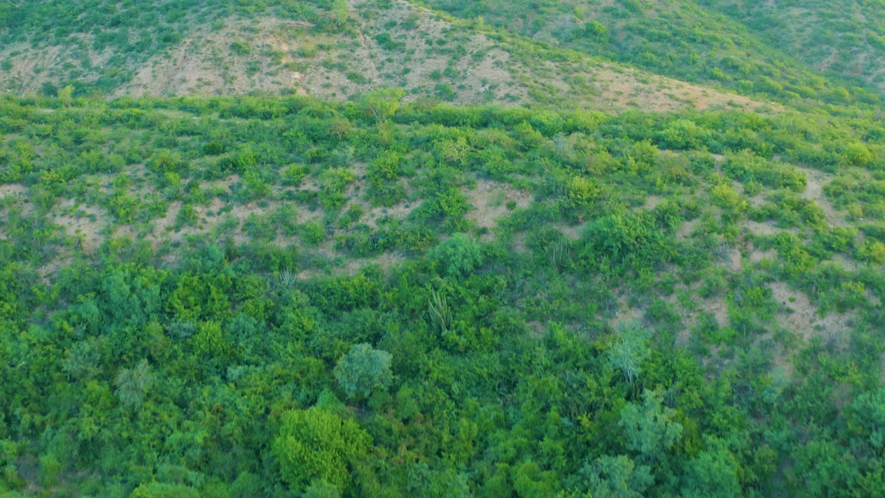 Aerial frame over Cabo Pulmo terrain with a band of thick green vegetation below and lighter scrub scattered across the hill face, with no visible people.