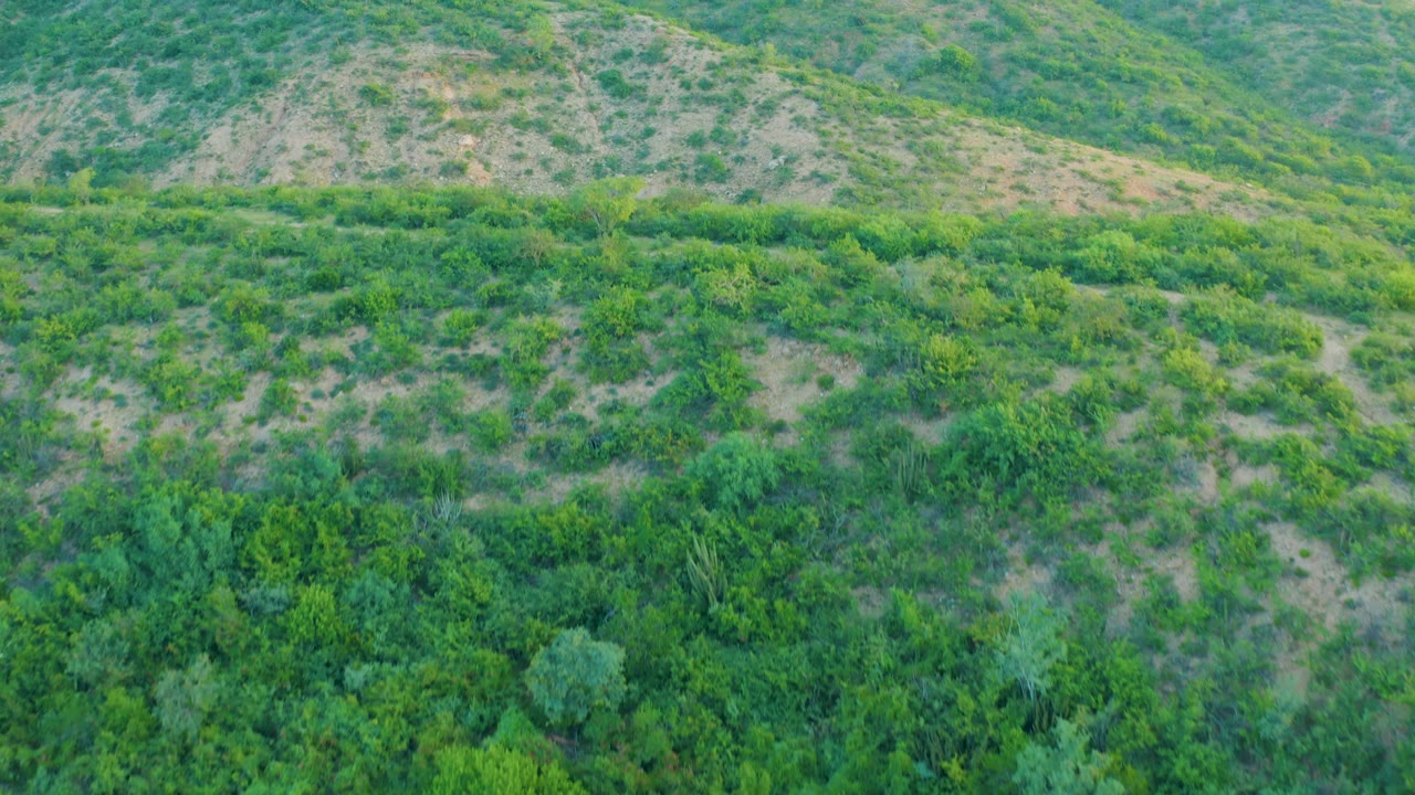 Cabo Pulmo hillside seen from above with irregular green shrubs, exposed tan soil, and a darker vegetated band across the lower frame, with no visible people.