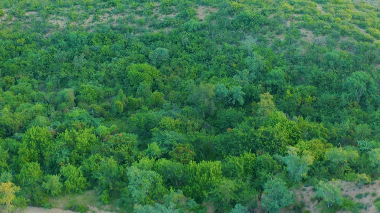Aerial view of dense green forest canopy and sandy hillside patches.