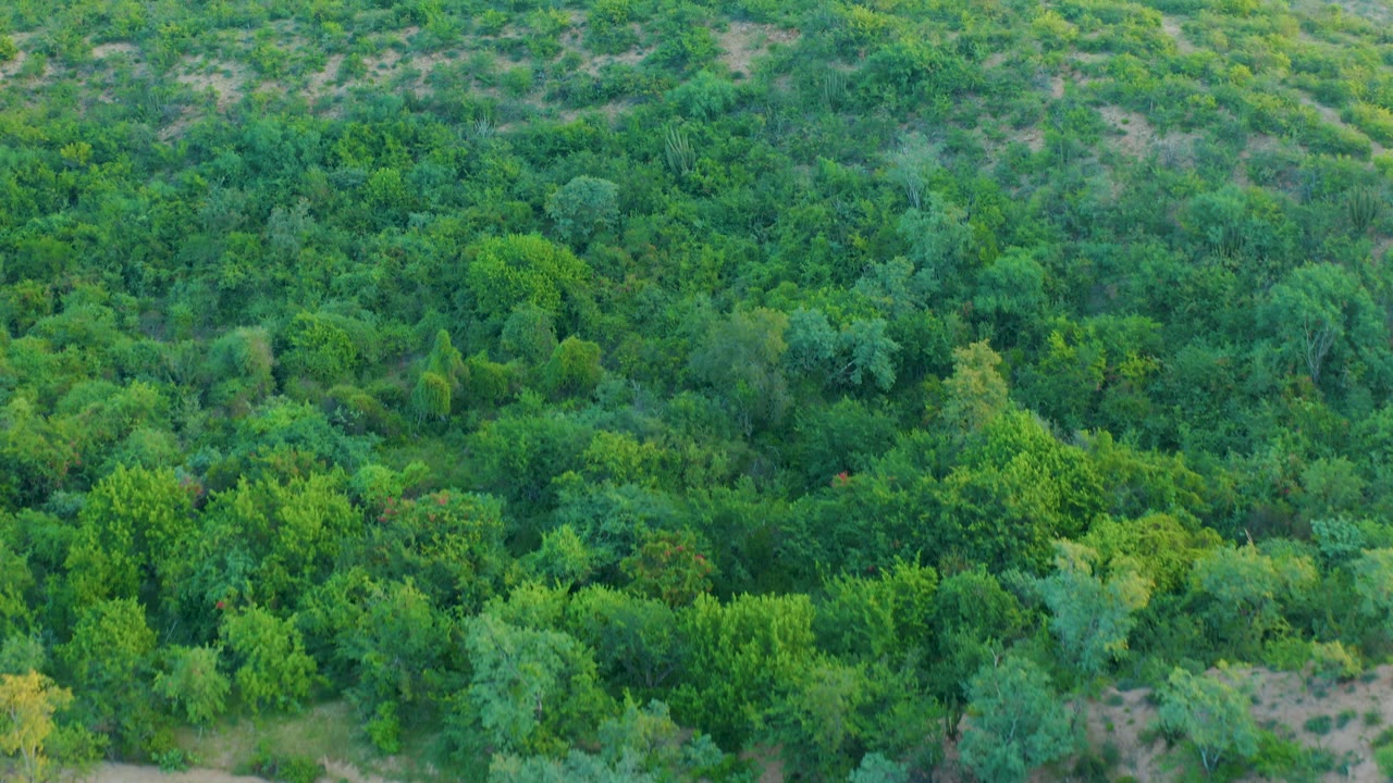 Aerial frame in Cabo Pulmo, Baja California Sur, showing thick treetops across the lower frame and scrub-covered hillside texture above, with no visible people.