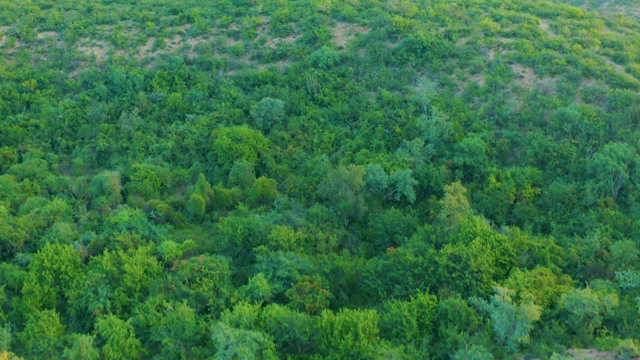 Aerial view in Cabo Pulmo, Baja California Sur, with mixed green tree crowns, small exposed ground patches, and no visible people or structures.