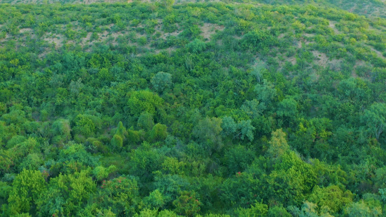 Mid-clip aerial frame over Cabo Pulmo forest canopy, where pale sandy soil appears between shrubs on the upper slope and no people are visible.