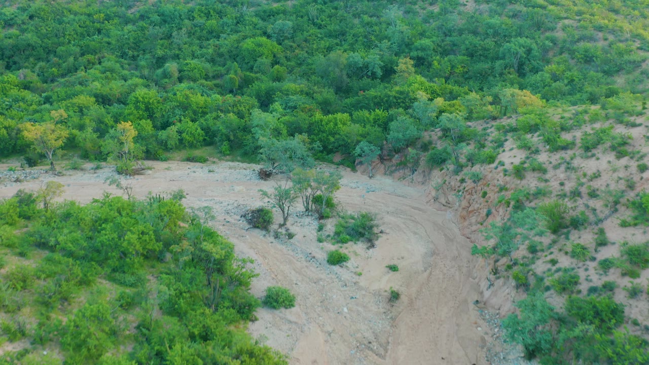Aerial frame from Cabo Pulmo, Baja California Sur, Mexico, with the sandy wash centered lower in view and dense green hillside growth filling the upper frame, with no visible people.