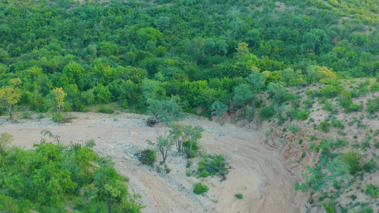 Aerial frame from Cabo Pulmo, Baja California Sur, Mexico, where dense green hillside vegetation spreads across the top and a sandy dry riverbed curves along the lower frame, with no visible people.