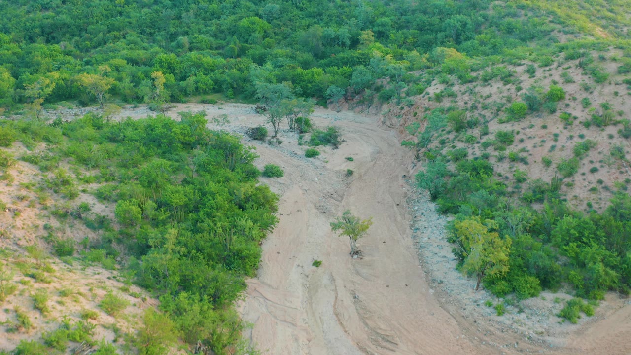 Dry wash with a small tree near the sandy channel and green brush on both sides.