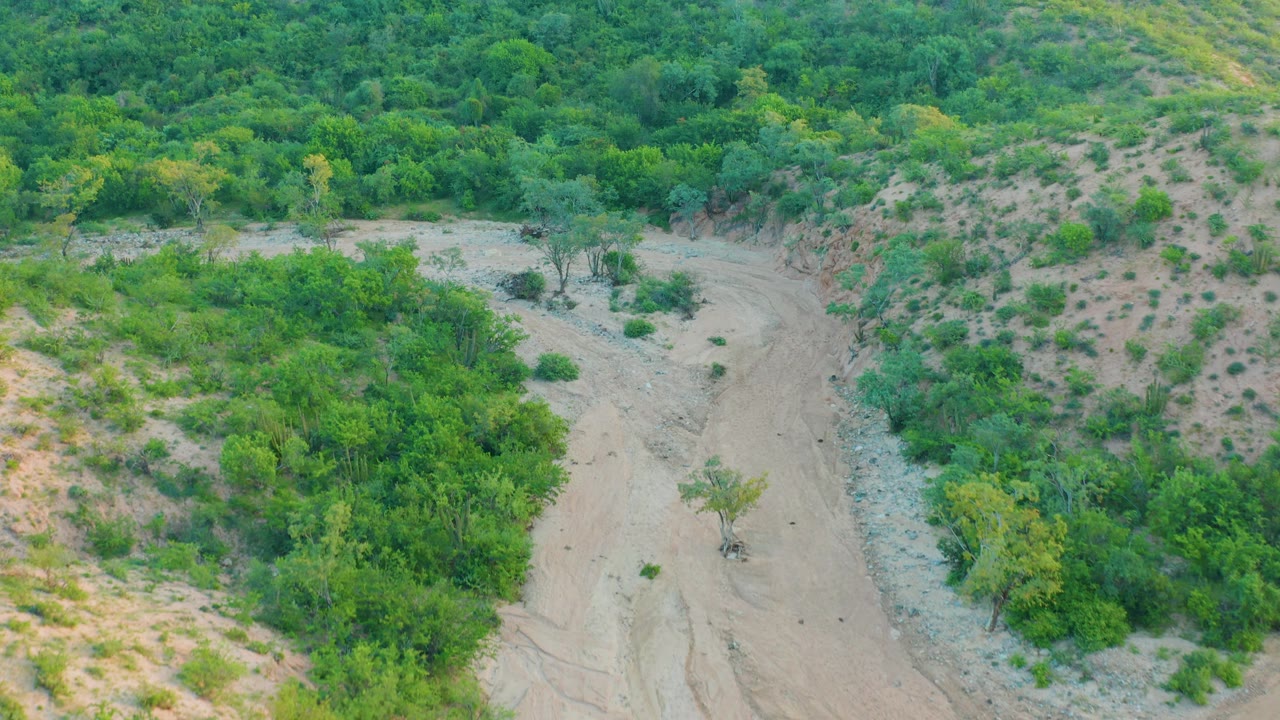 Aerial view in Cabo Pulmo, Baja California Sur, Mexico, showing the sandy riverbed curving beside dense green shrubs and patchy scrub on tan banks, with no visible people.