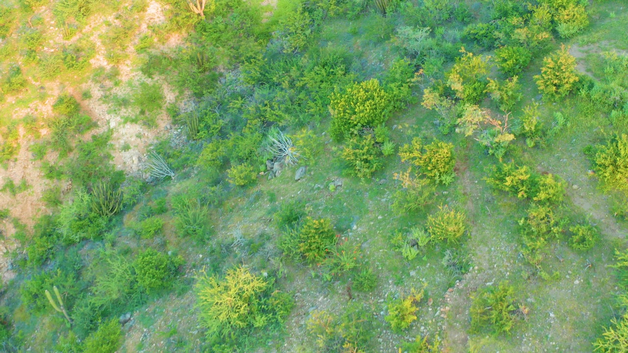 Overhead view of green shrubs and dry patches of ground.