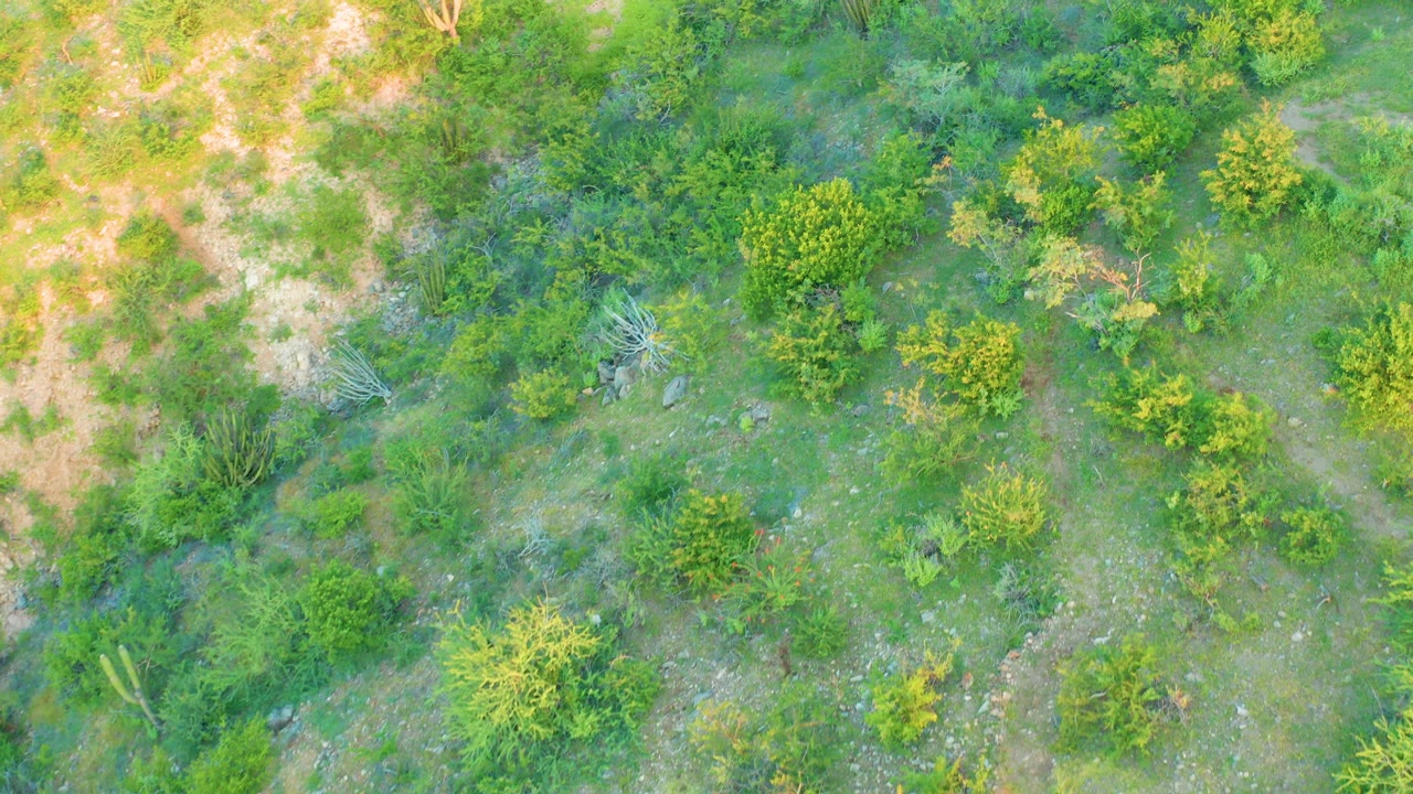 Overhead Cabo Pulmo frame with dense green shrubs near the center, tan exposed ground at the upper left, and no visible people.