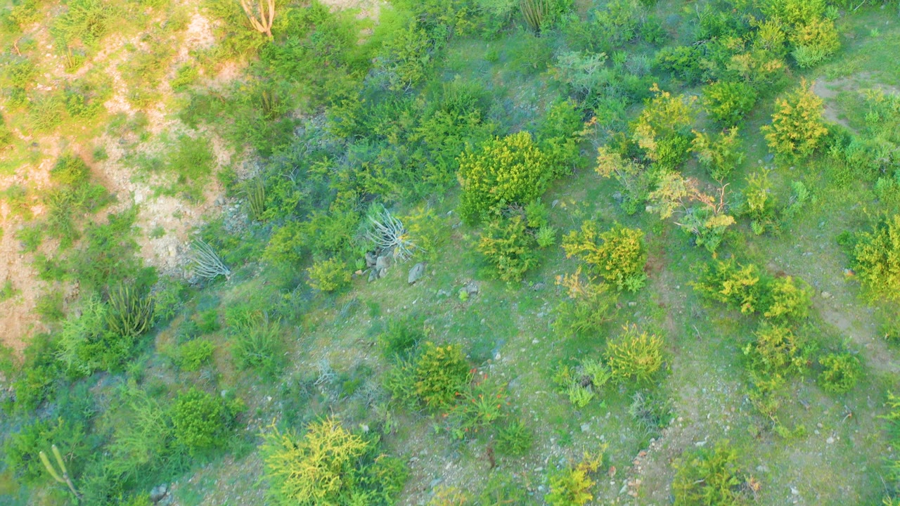 Straight-down frame over Cabo Pulmo terrain with mixed green plants, a light dry patch along the upper left, and no visible people.