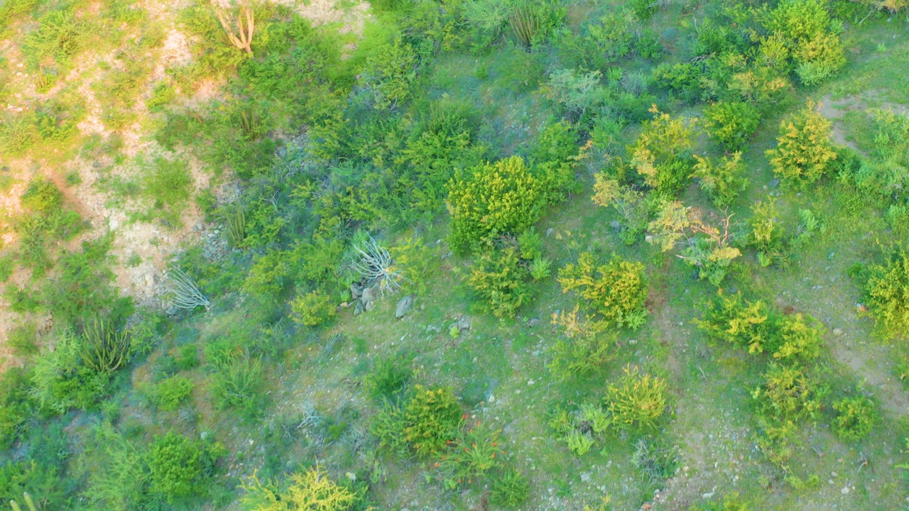 Cabo Pulmo overhead frame showing a wider mix of green shrubs, small trees, faint paths, and dry earth with no visible people.