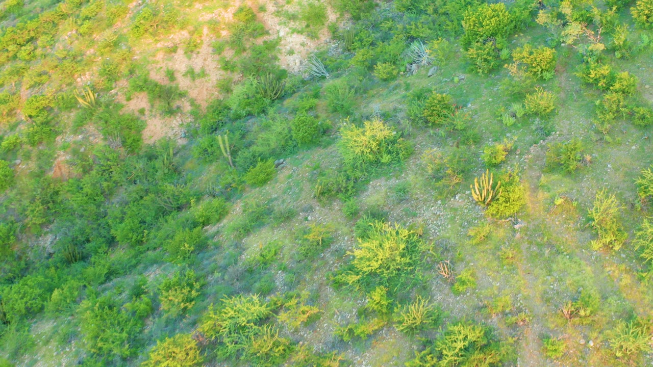 Overhead desert hillside with shrubs, cacti, and dry ground patches.