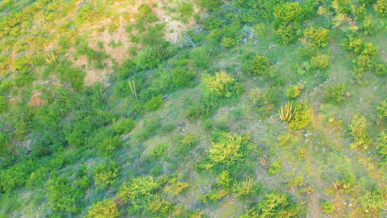 Aerial frame over Cabo Pulmo shrubland with a cactus cluster near the lower right, mixed green brush, exposed tan ground, and no visible people.