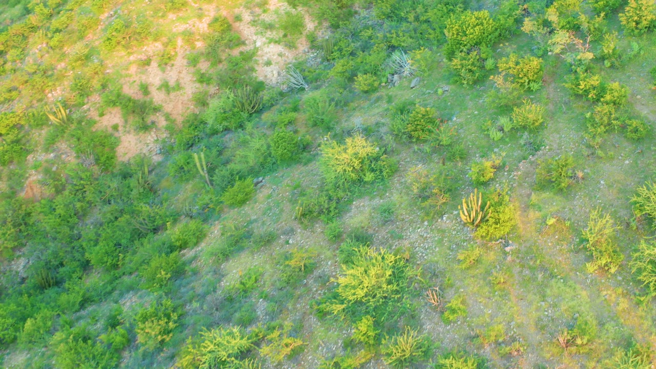 Top-down view of Cabo Pulmo hillside vegetation with cacti on the right side, dense green shrubs, dry brown patches, and no visible people.