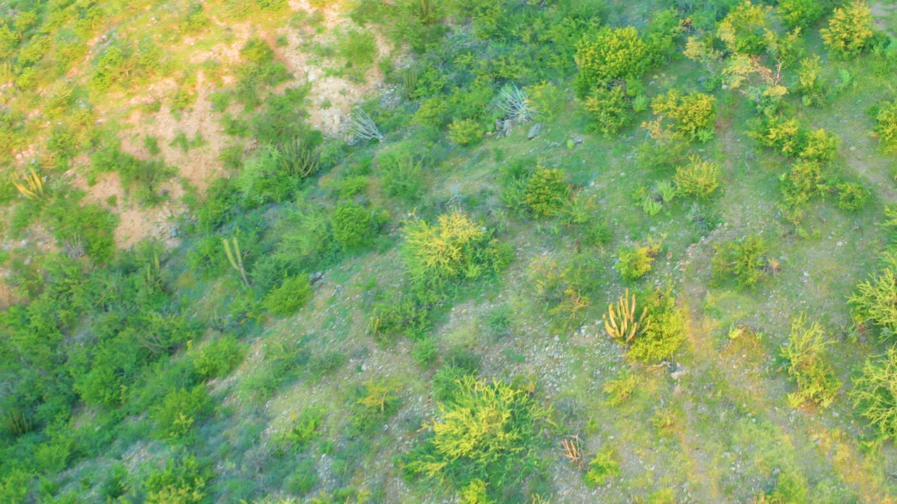 Overhead Cabo Pulmo frame with bright green shrubs, scattered cactus forms, pale soil, dry grass, and no visible people.