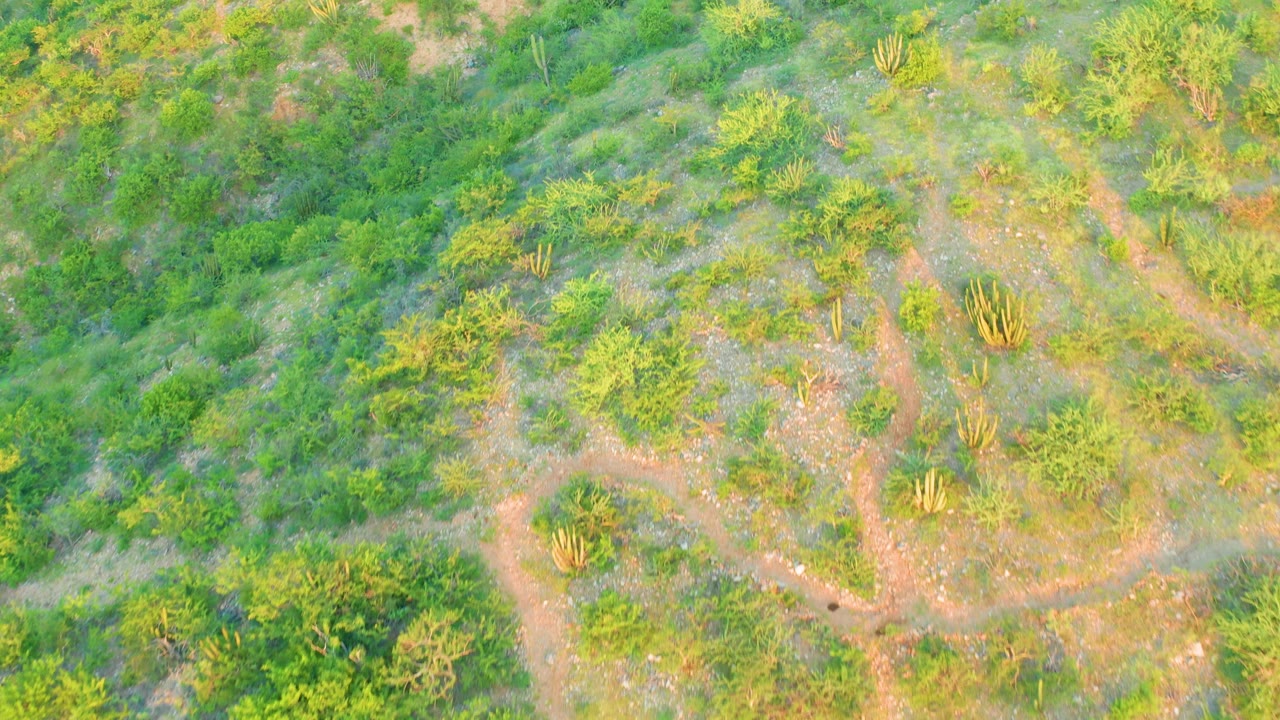 Drone-style overhead view in Cabo Pulmo with dense green shrubs, a curving dirt track near the center, cactus clusters, dry tan ground, and no visible people.