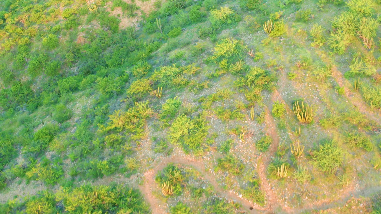Aerial frame over Cabo Pulmo shrubland where pale footpaths cross a green desert slope with several upright cacti and no visible people.