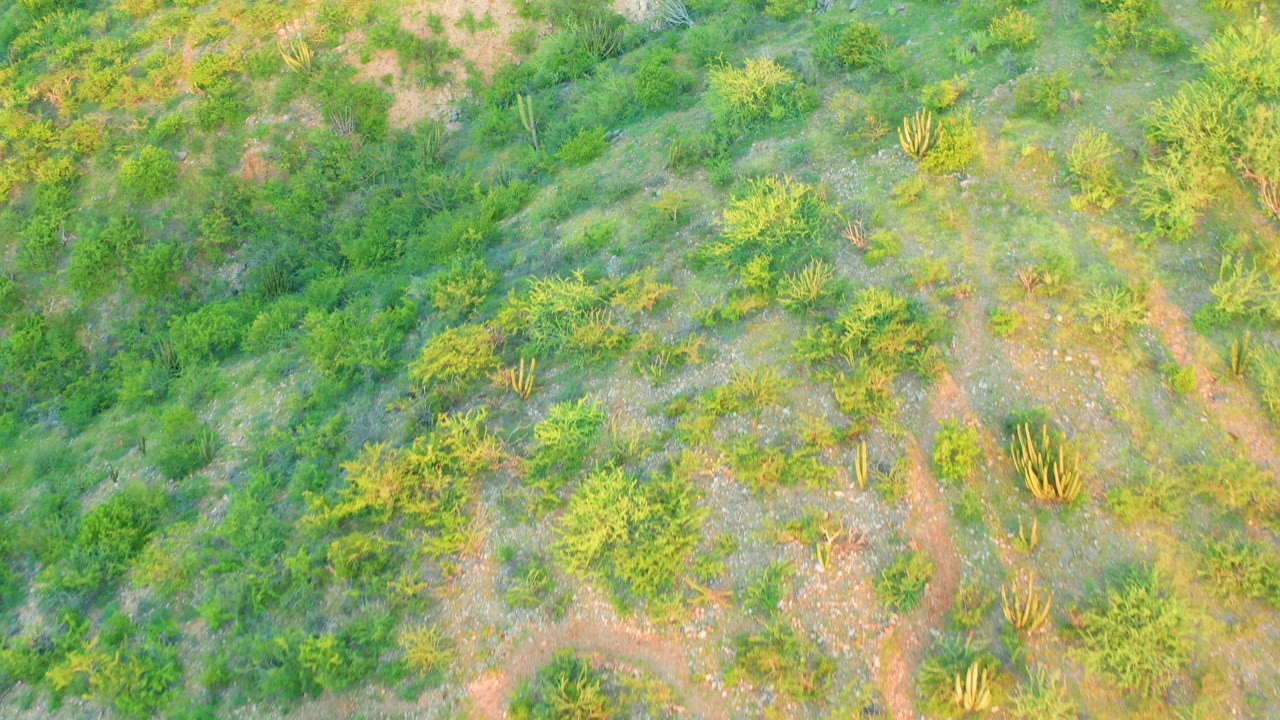 Overhead Cabo Pulmo view with a winding reddish path cutting through green shrubs, scattered cactus patches, exposed soil, and no visible people.